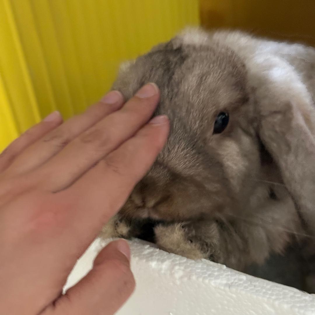 やさぃいいです〜