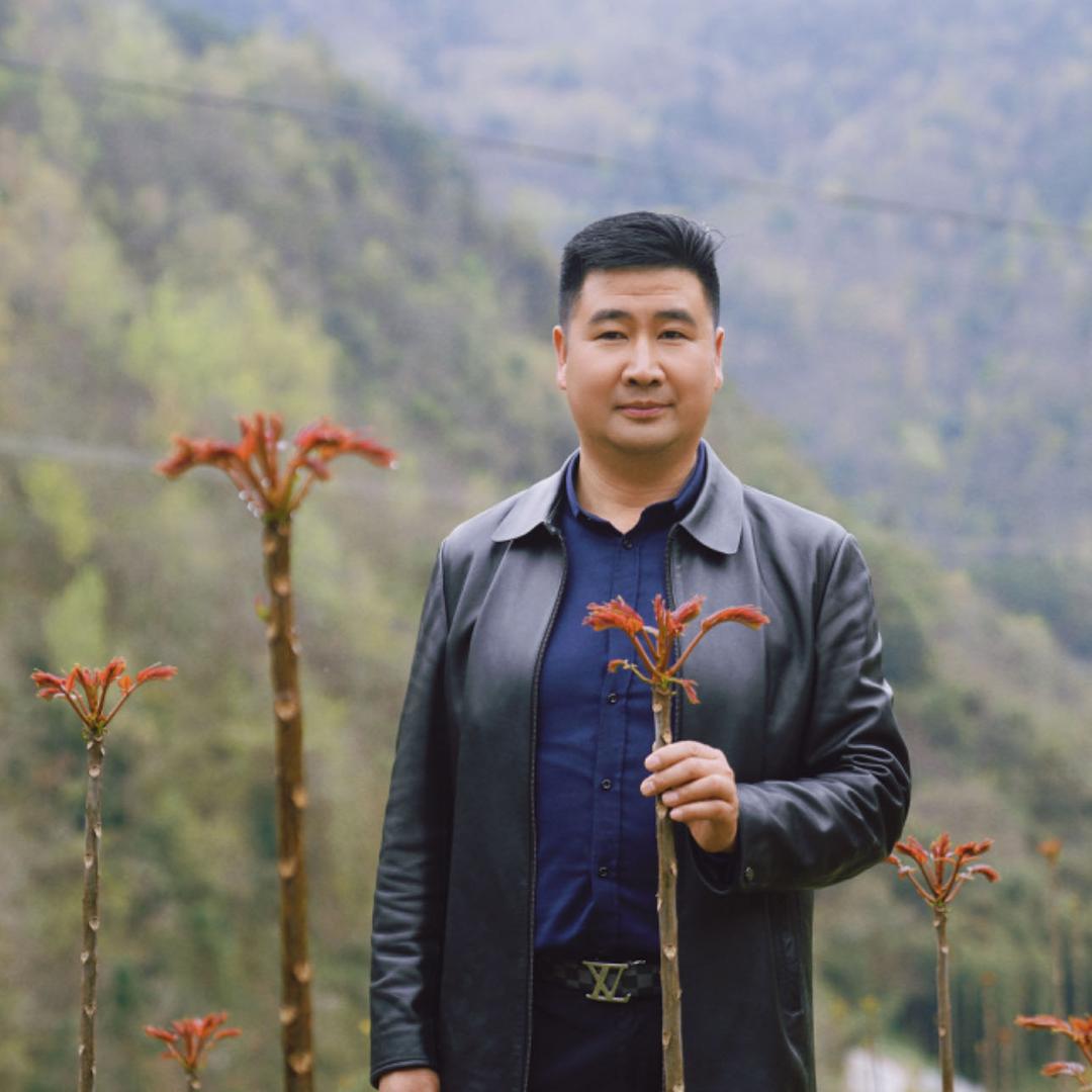 秦巴红香椿
