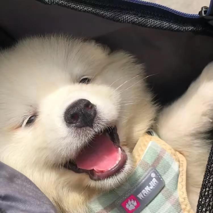 豆极.