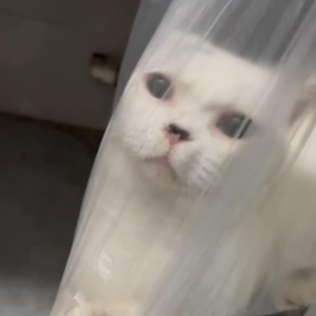 天蓬元帅