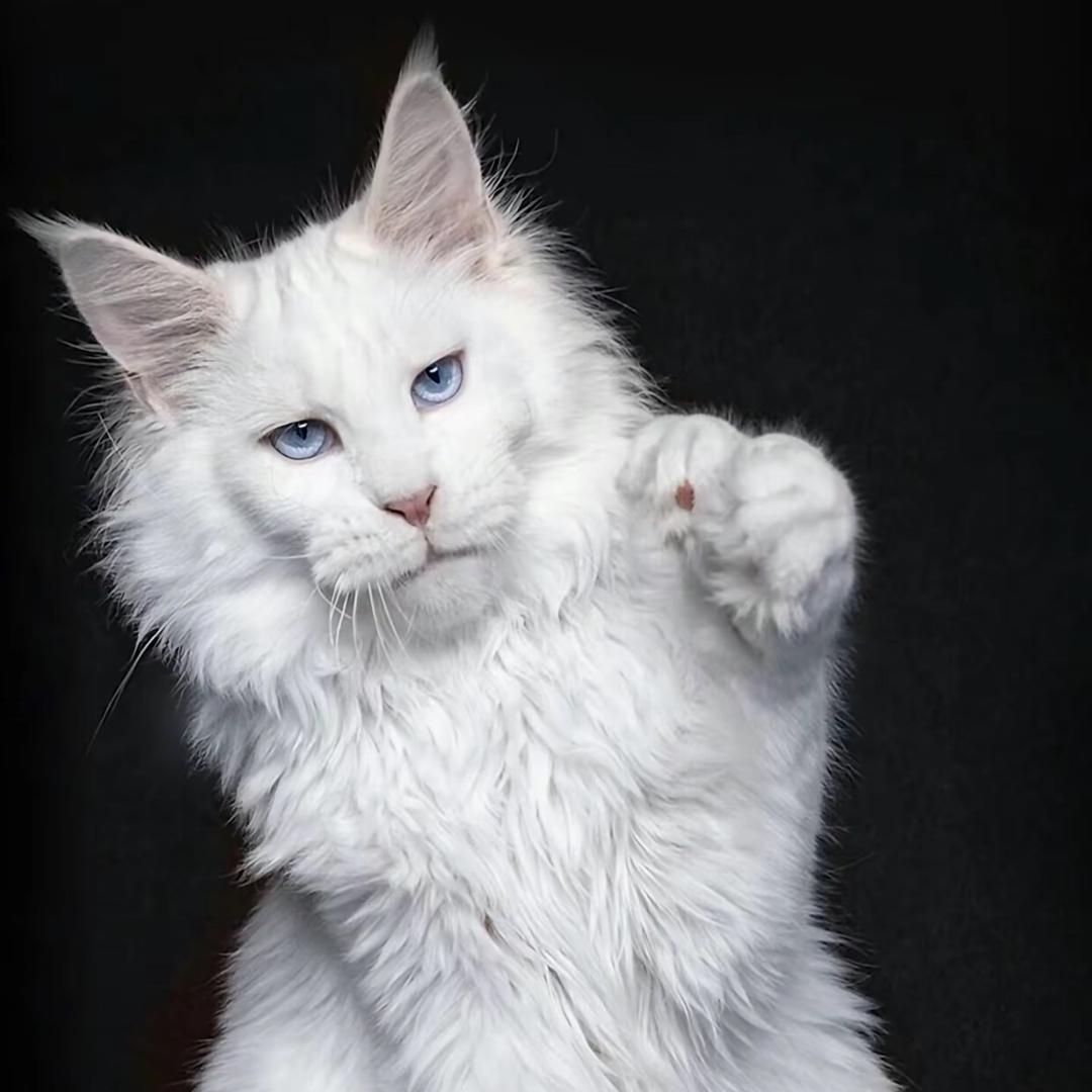 小李缅因猫舍