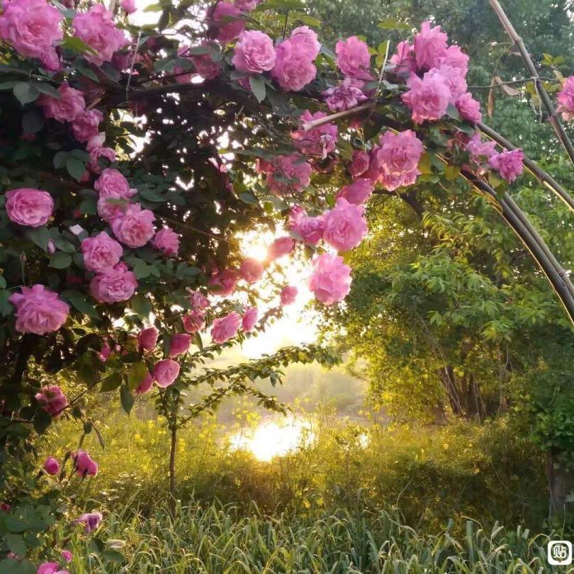 哆啦花卉