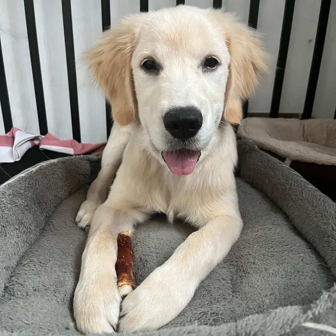 芮芮爱拽大葡萄