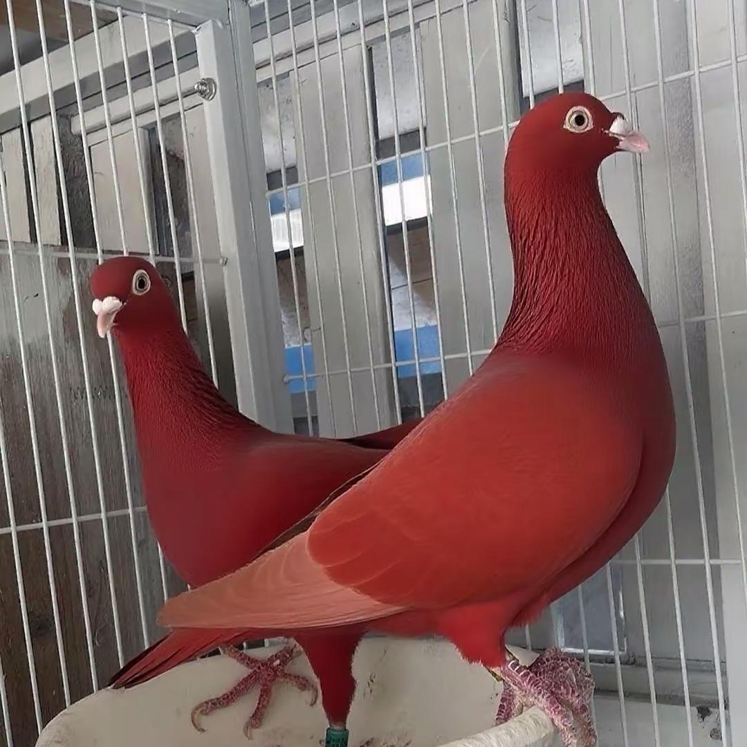 高端鸽