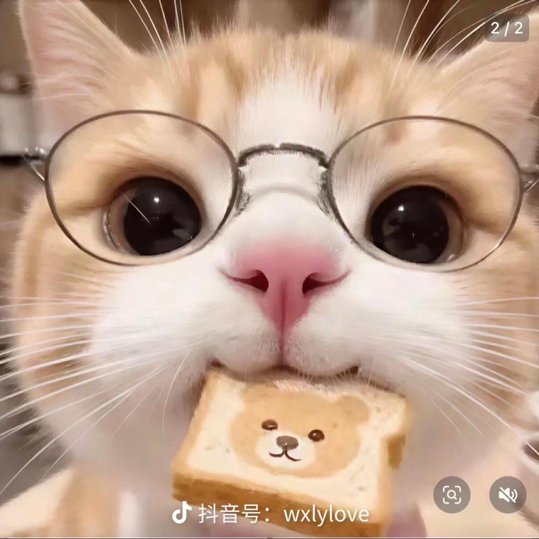 猫猫