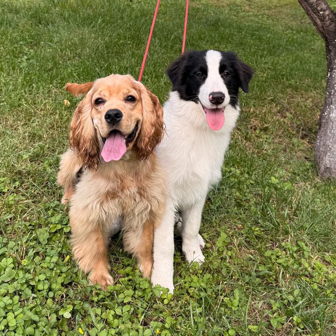 咖啡慕斯好物分享号