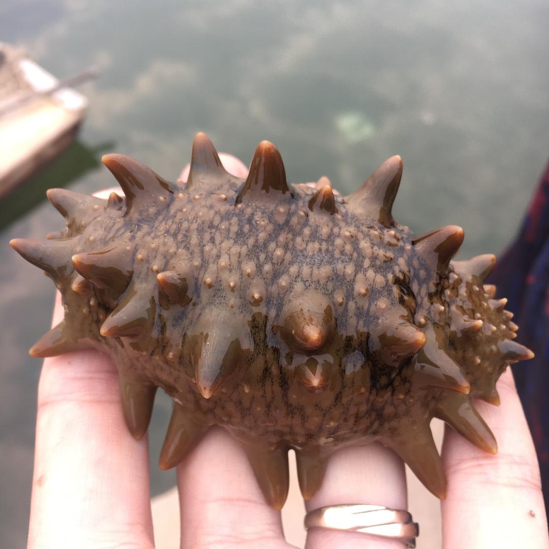 好海参小于鱼