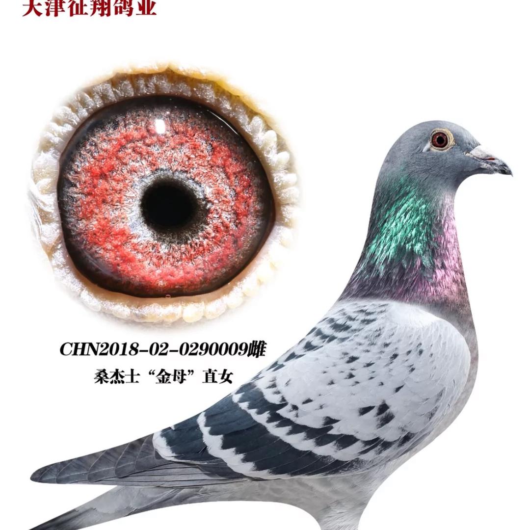杰速飞翔