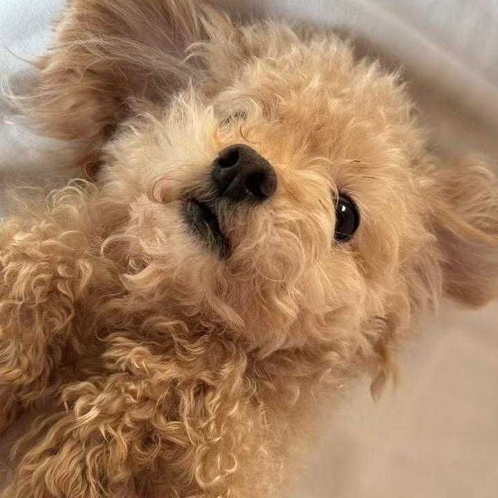 Yokooo