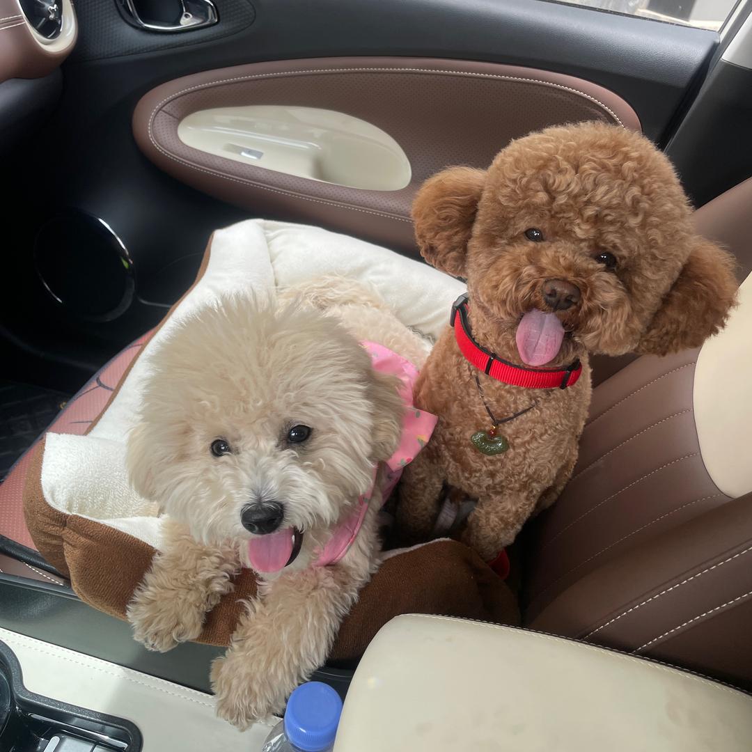 我的小宝叫小七❤️🐶