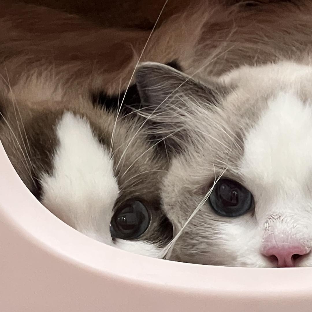 ViVi和7只猫