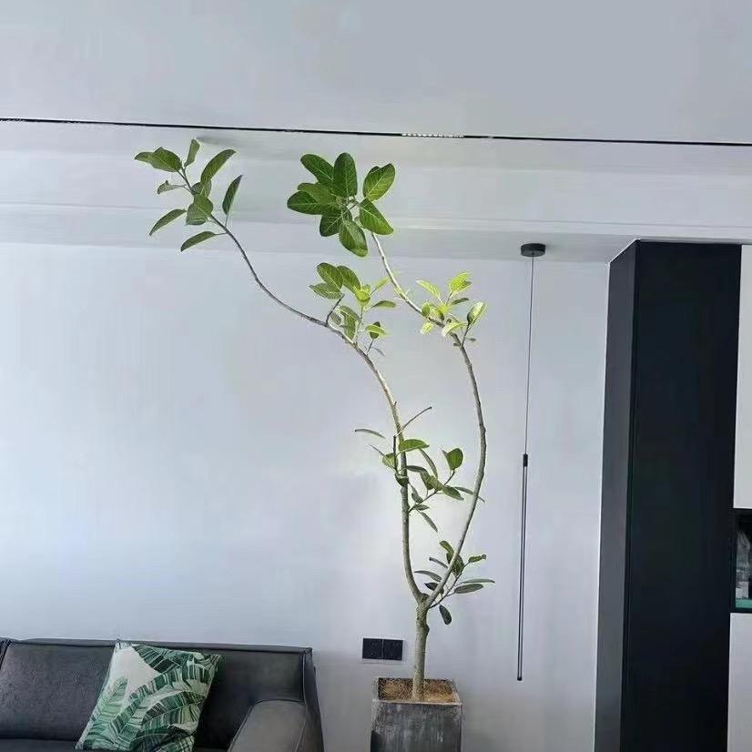 绿色空间园艺店