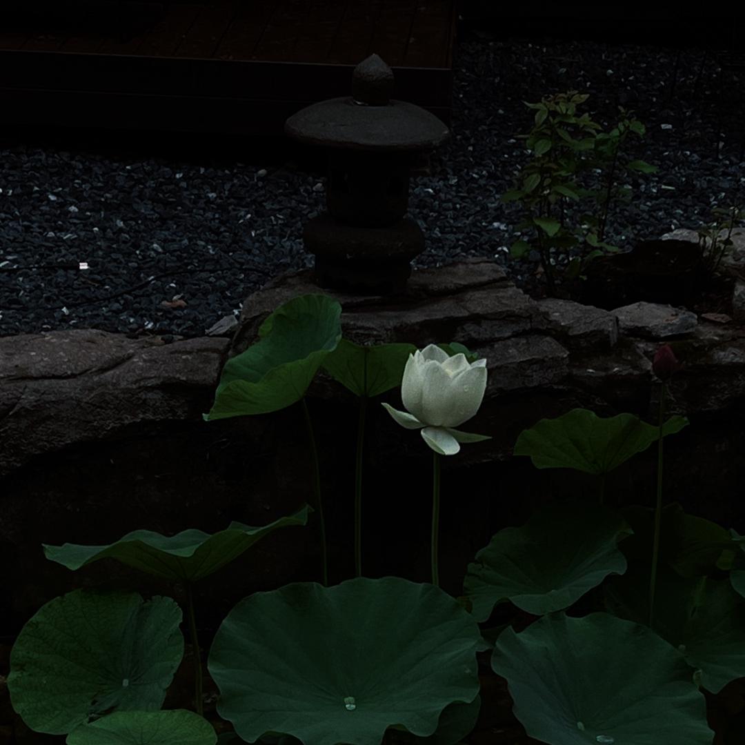 在深秋