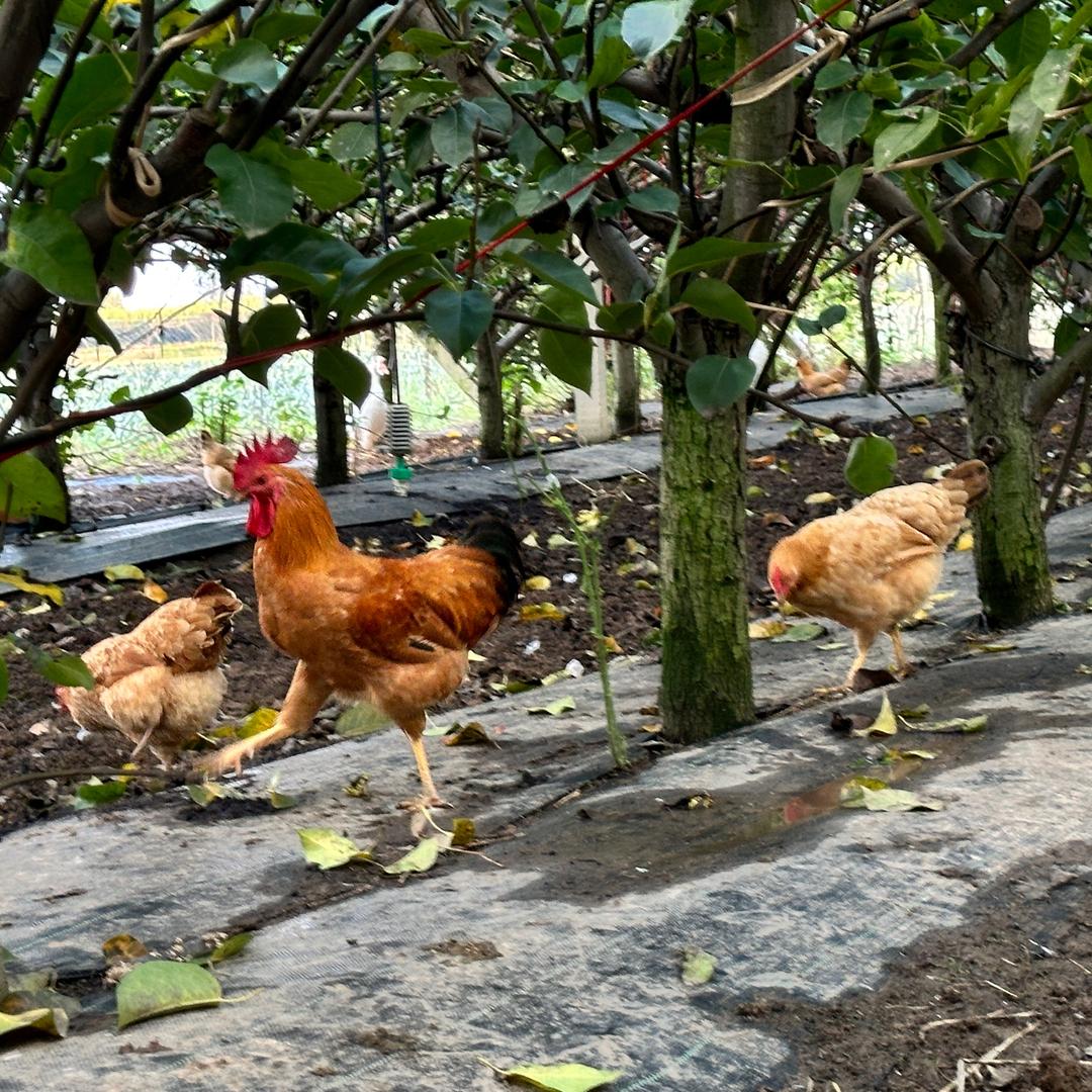 六套果园散养土鸡