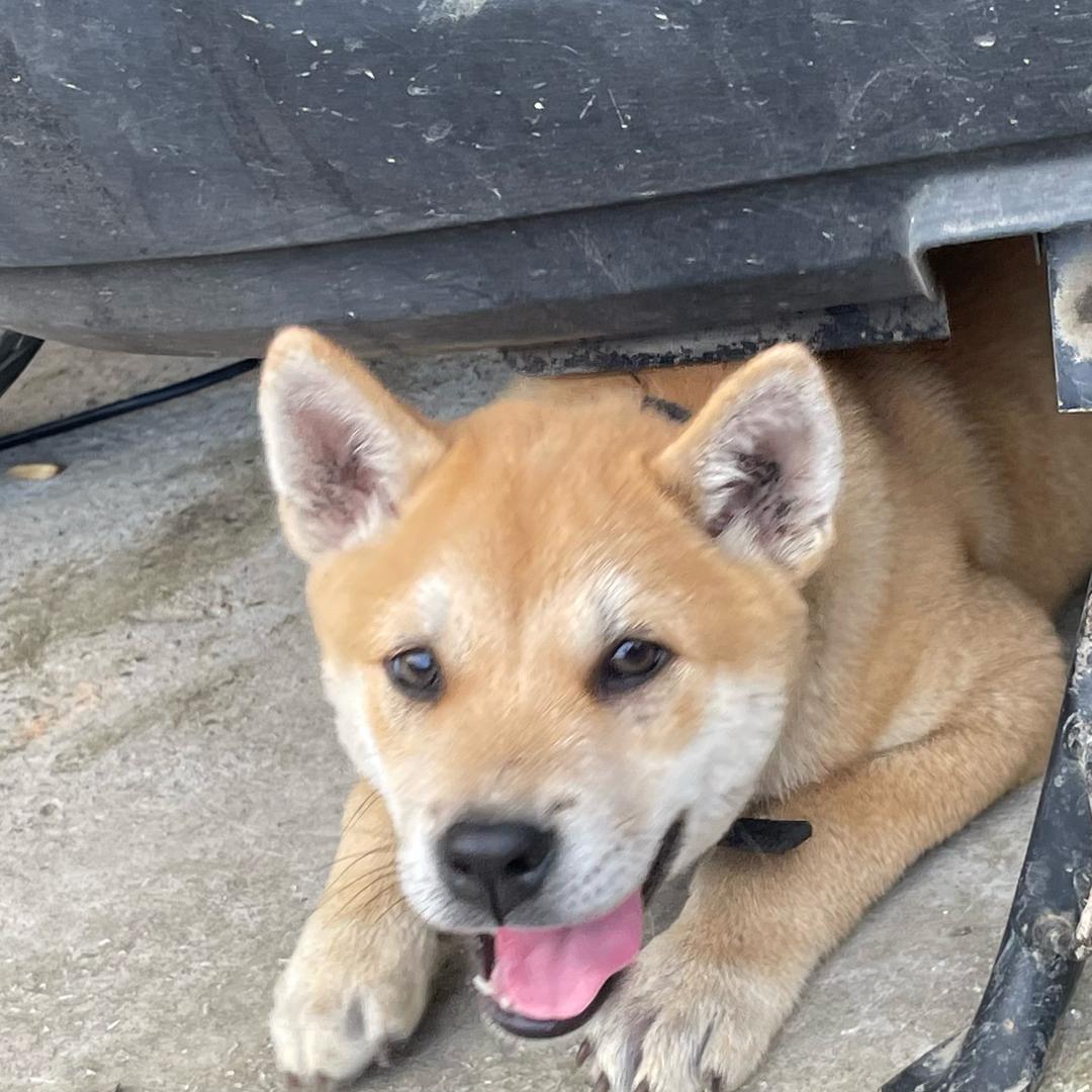 @66臻犬广西土猎