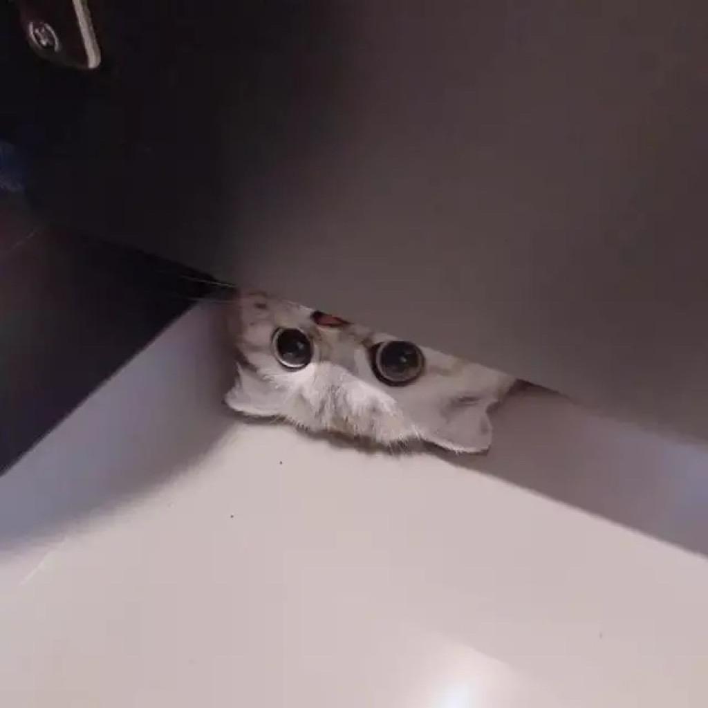 不想和笨蛋丸