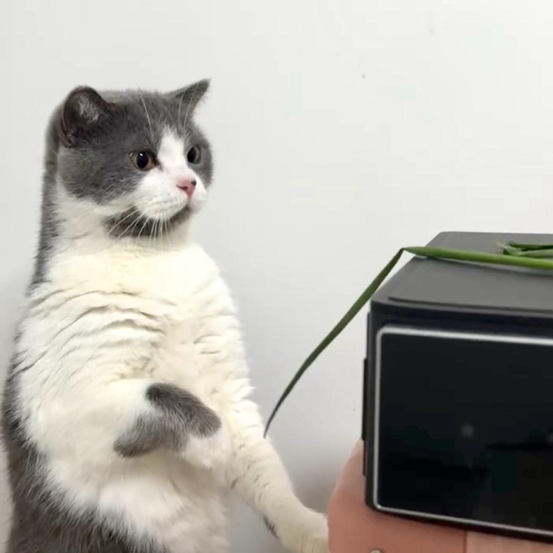 🐱金多多