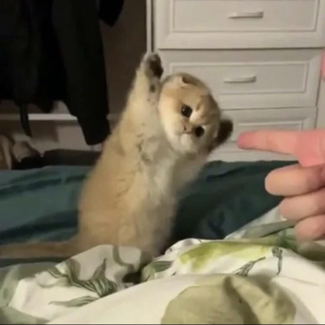 崽儿小寅