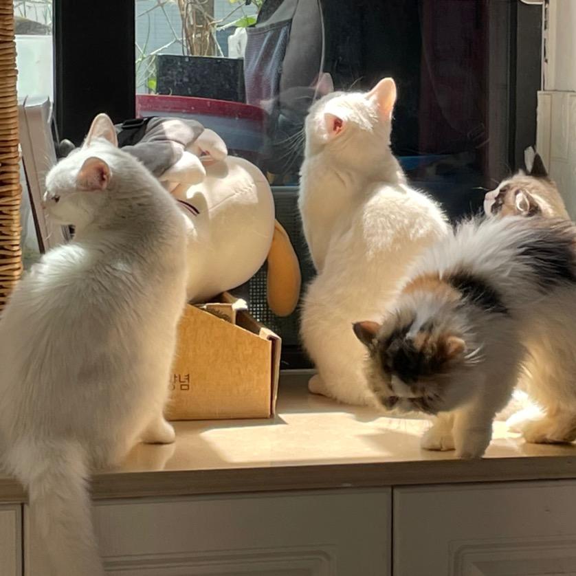 爱吃菜的猫头鹰