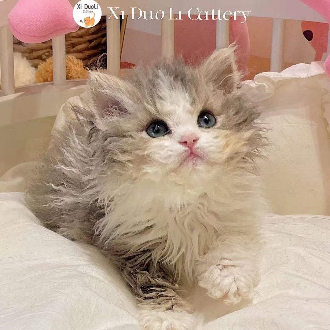 XiDuoLi赛凯德文🌈