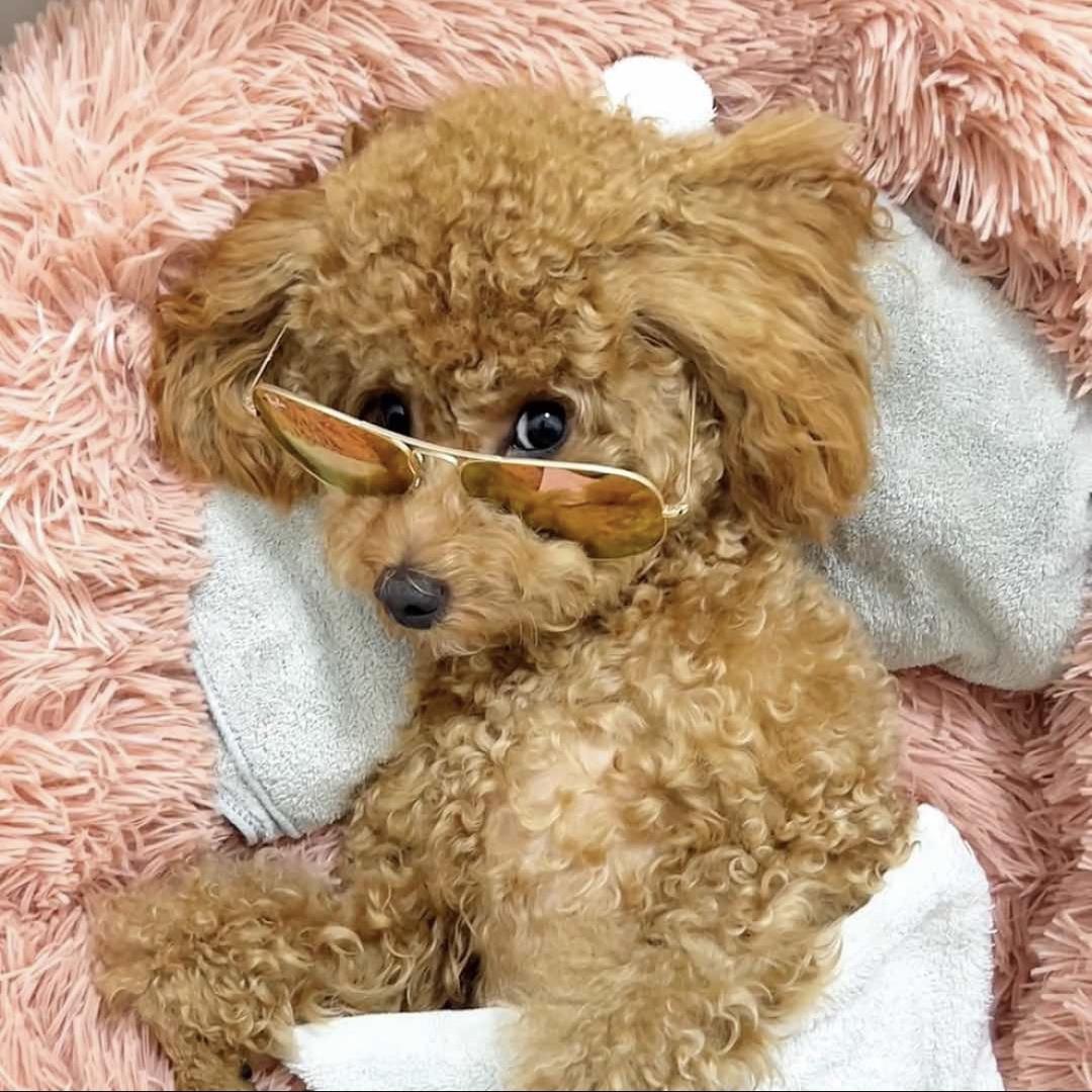 二月小狗狗