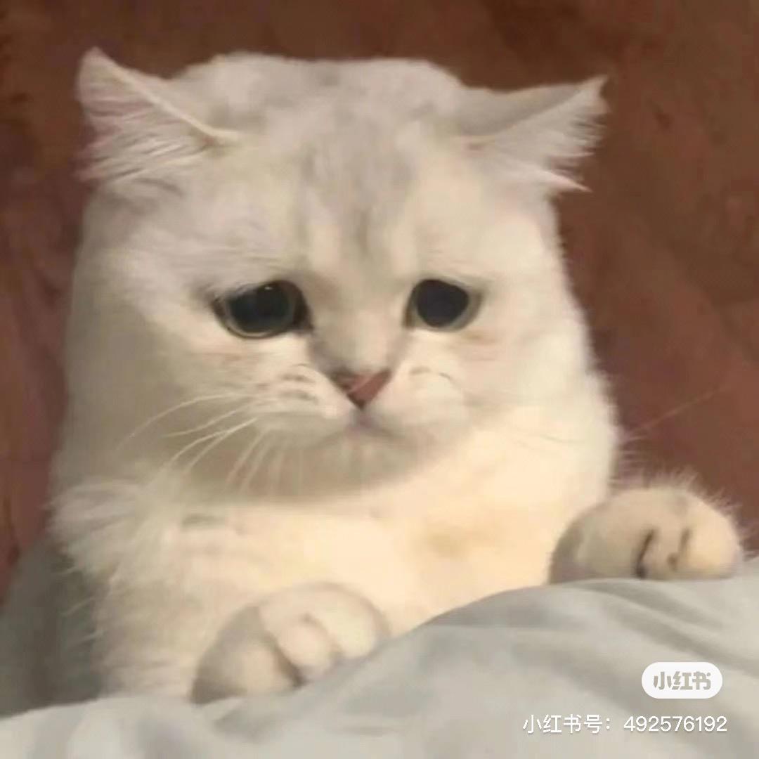 淋雨小猫咪