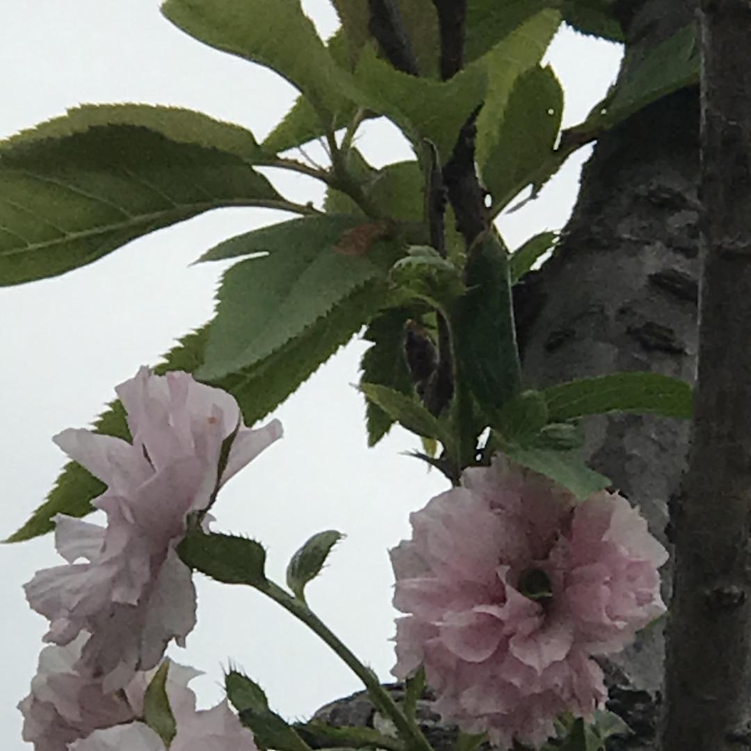 狂野
