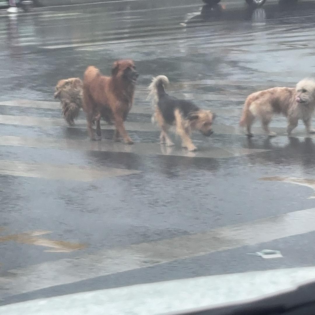 小 小 怪