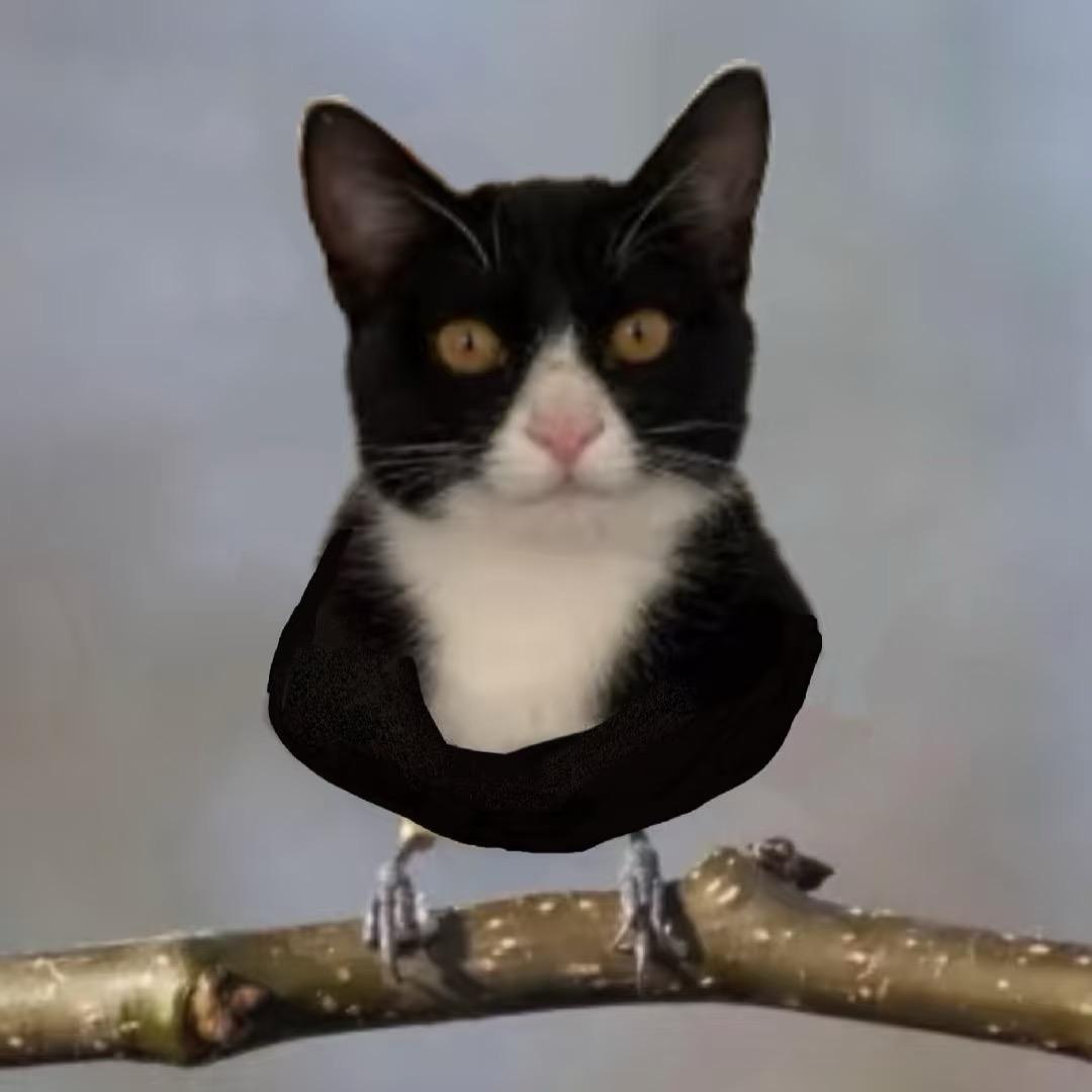 奶牛鸟真猪