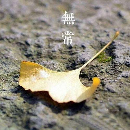 莲池一叶