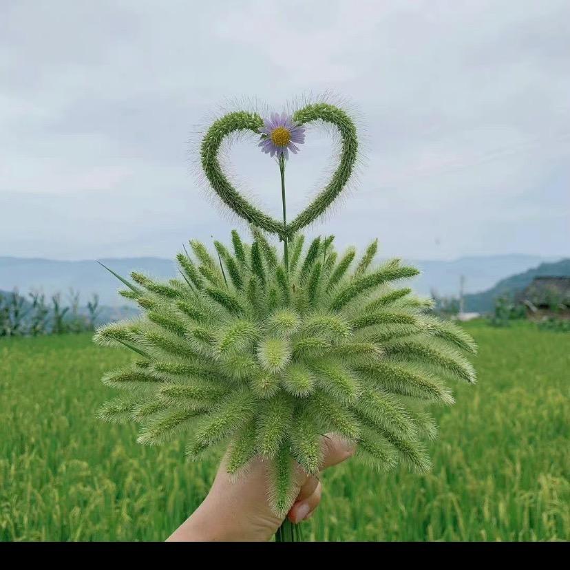 幸运草🍒