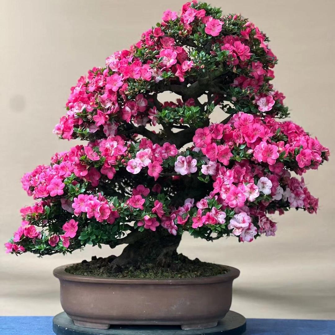 谷漫园盆栽