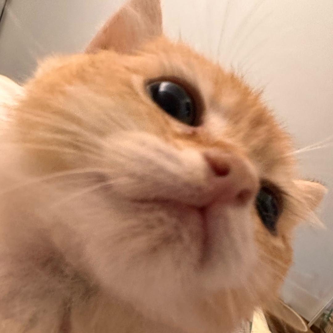 小新