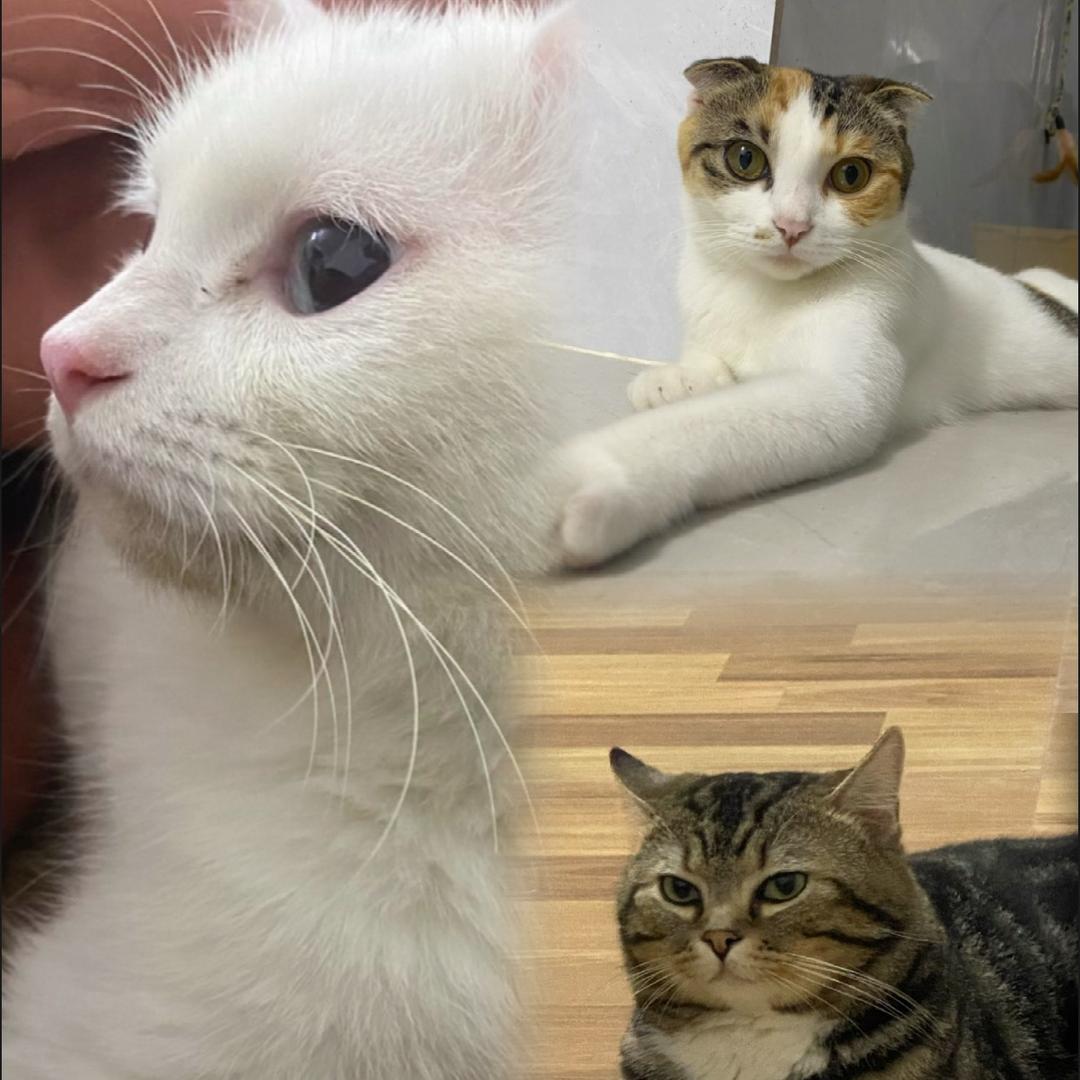 毛毛@元宝日常生活