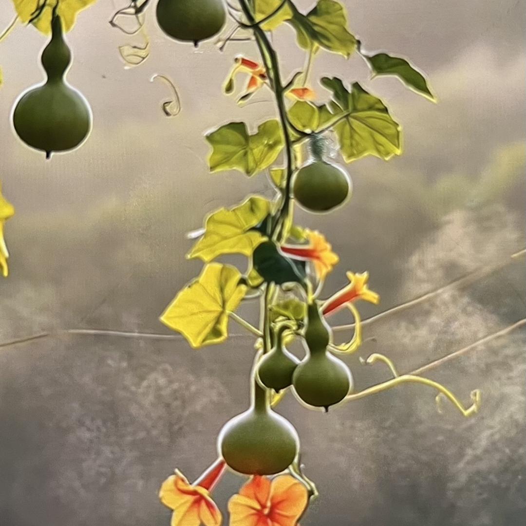 上仙葫芦