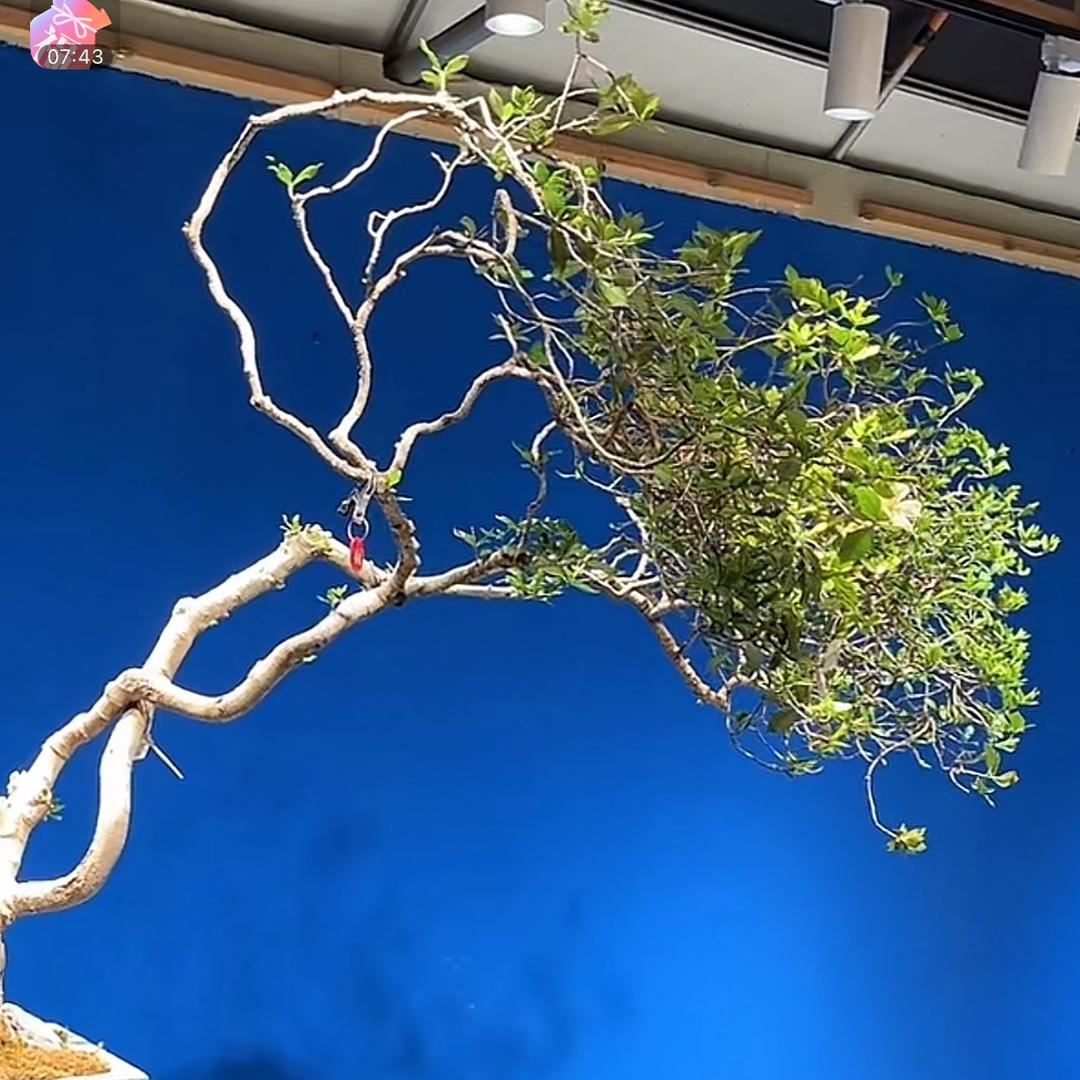 花里胡哨的