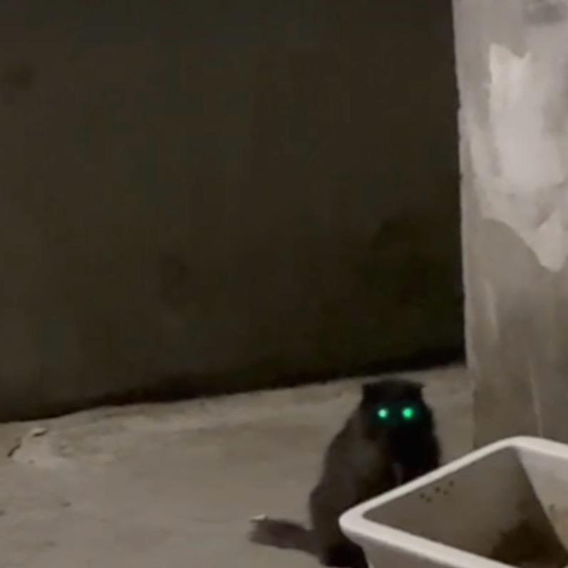 小猫钓予
