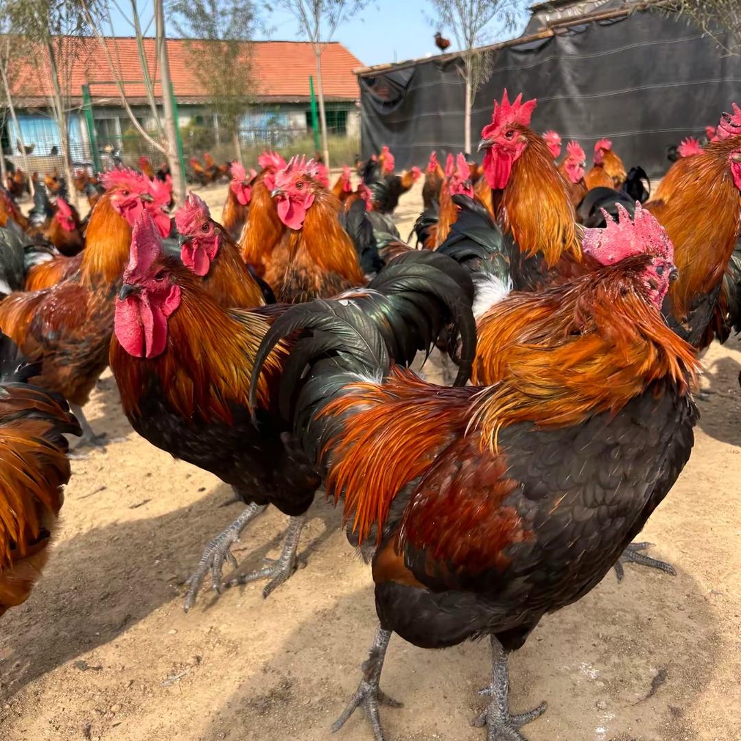 农家土鸡