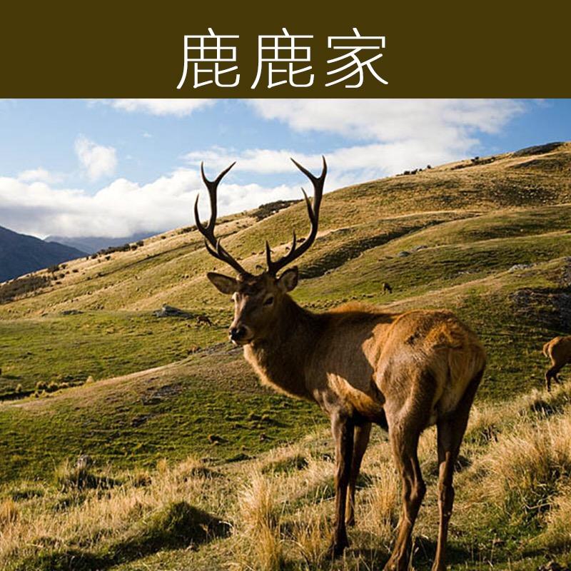 Wayneflex鞋类旗舰店