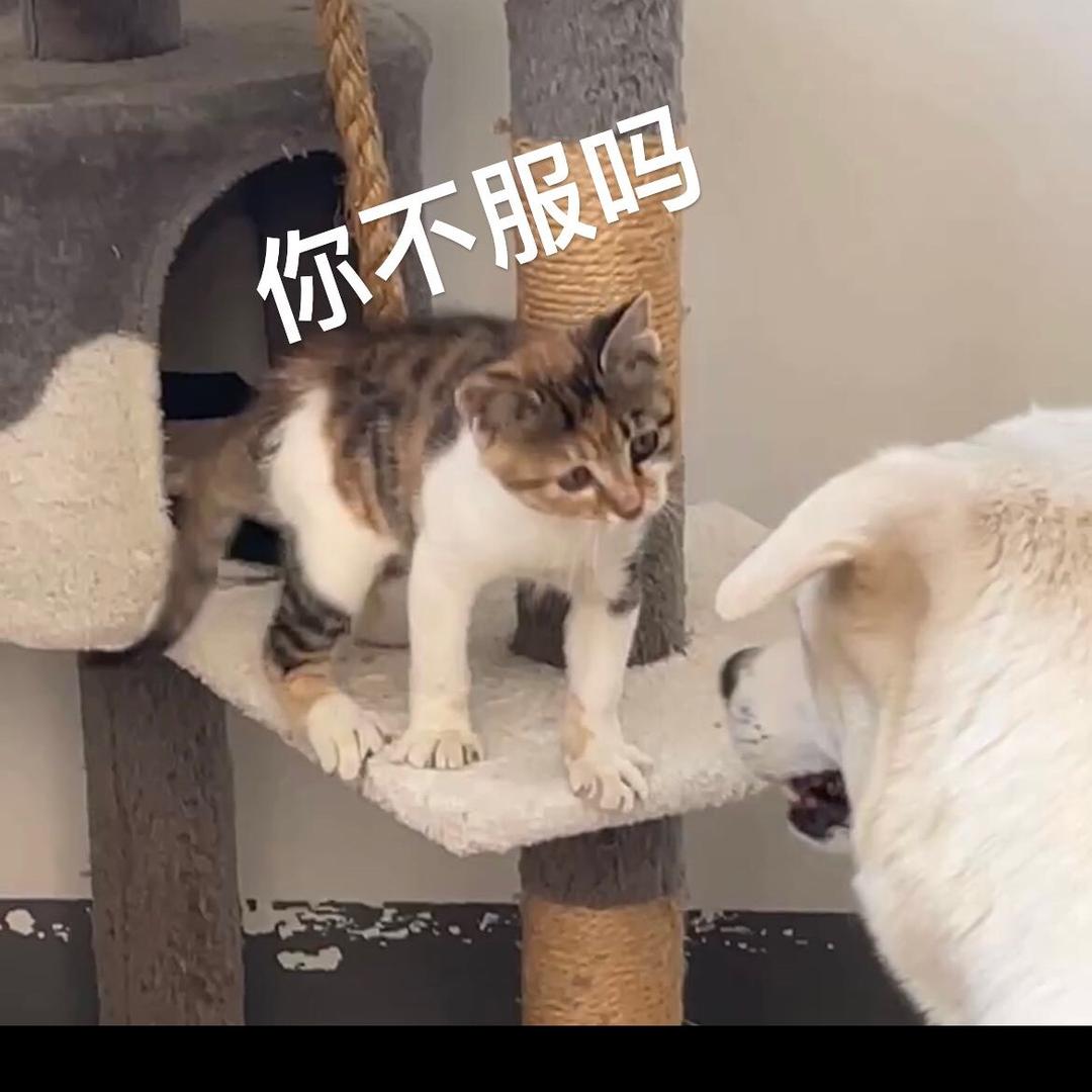 王123456