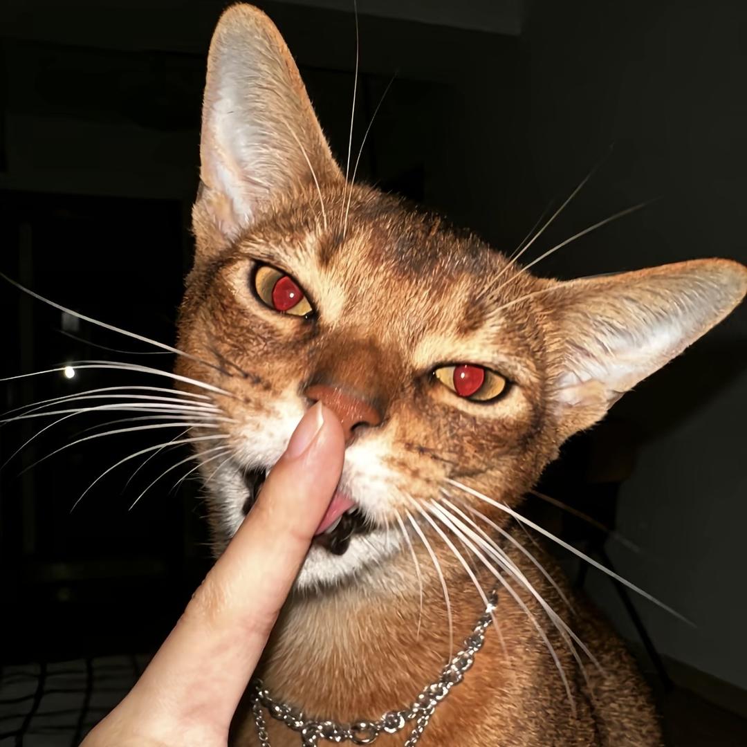 𝗥𝗼𝗯𝗯𝗶𝗲