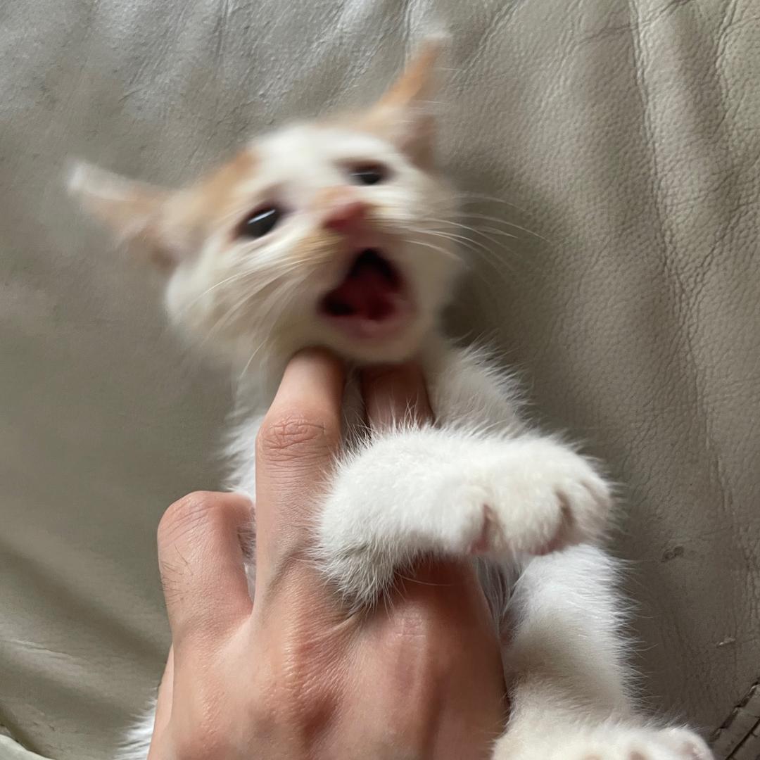 七喜猫车