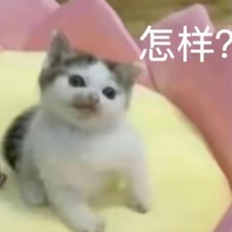 小聪拌豆腐