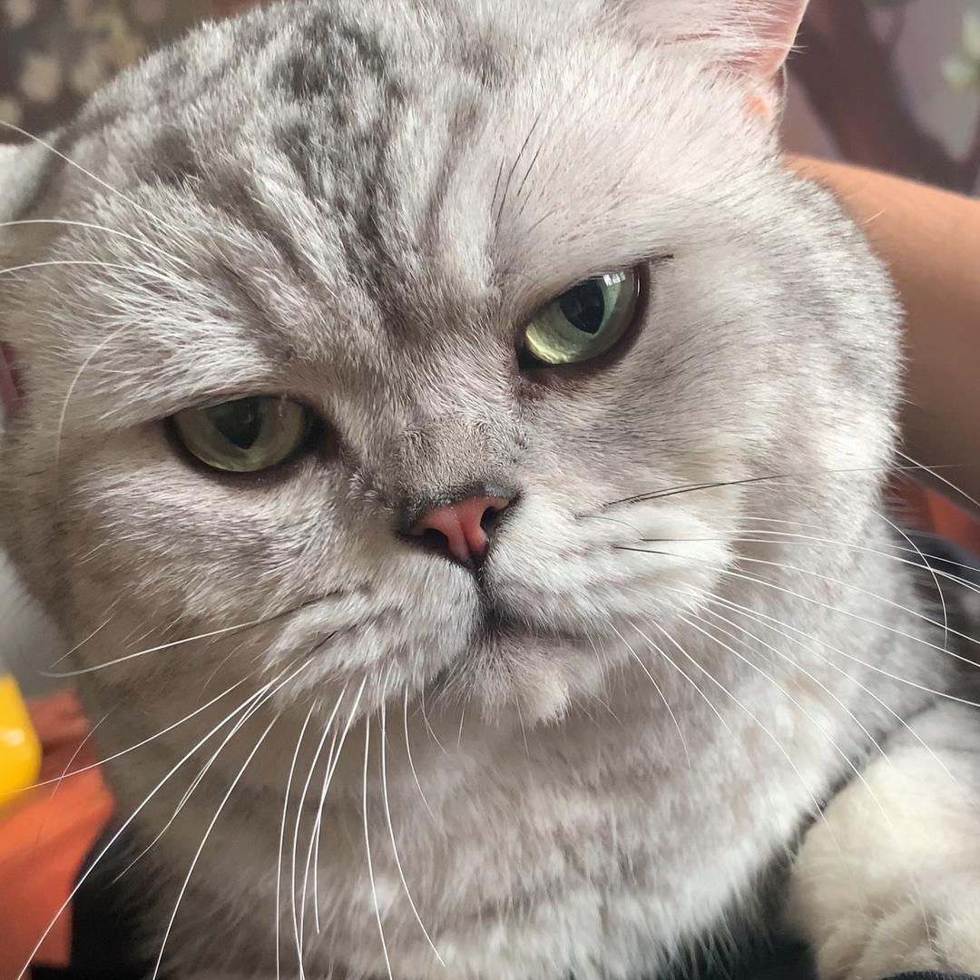 🌈豆豆猫