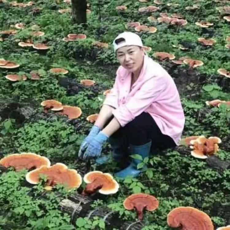 兰淼灵芝孢子粉专营店