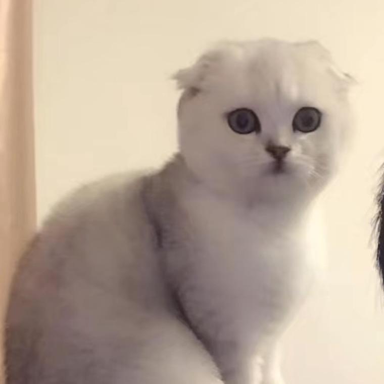 拐咯