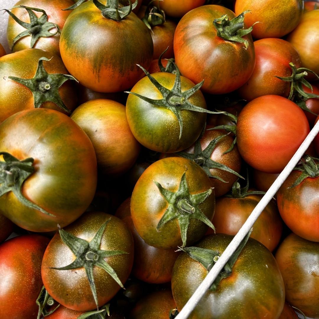 番茄小妹盘锦碱地柿子