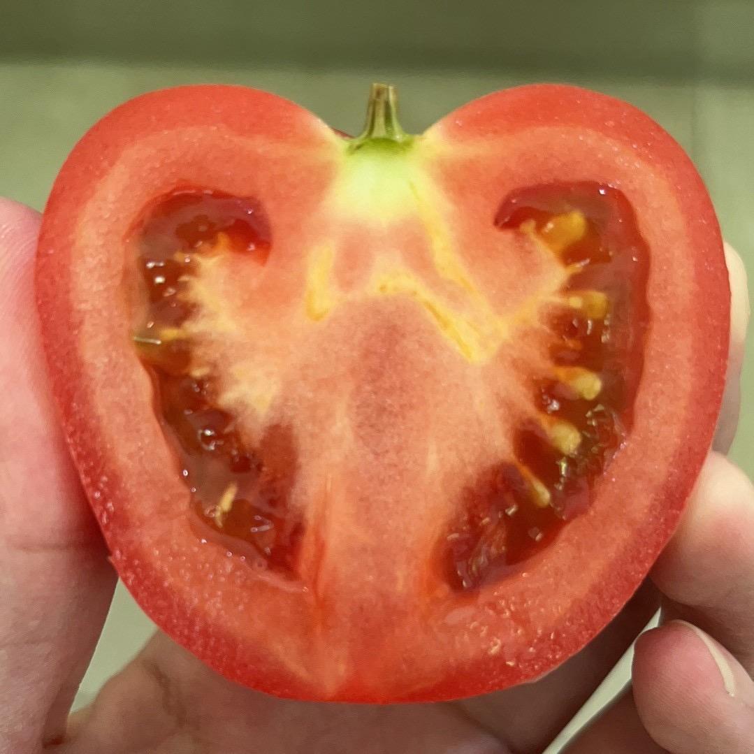 TToaster