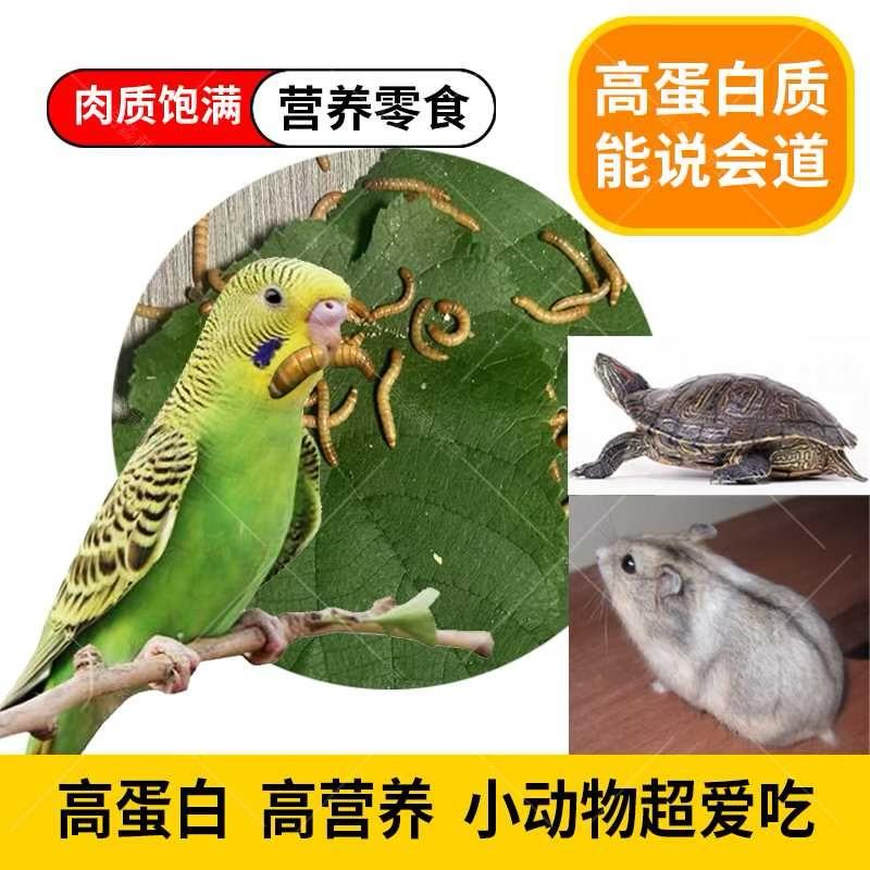 黄粉虫批发及零售