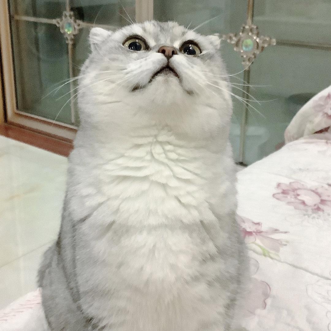 格格月❤️